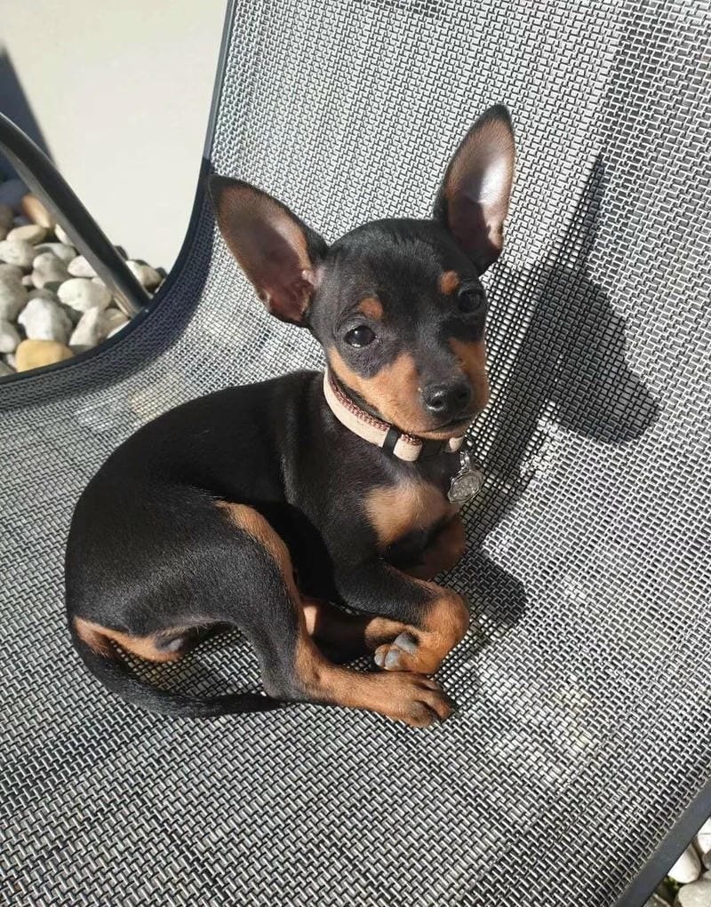 chó phốc hươu 29