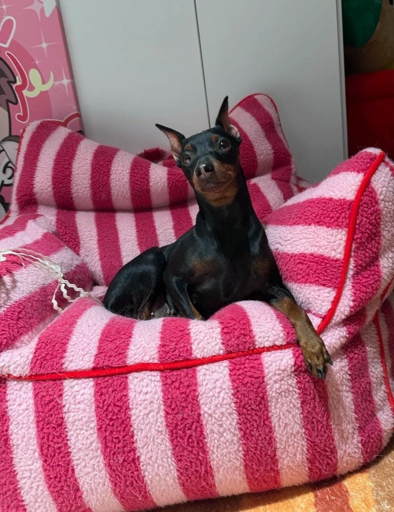 chó phốc hươu 3