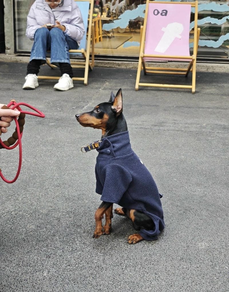 chó phốc hươu 30