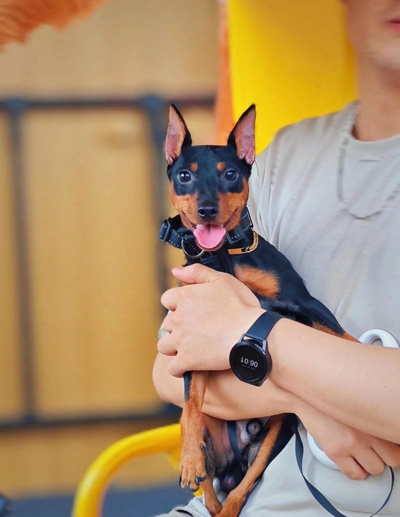 chó phốc hươu 4