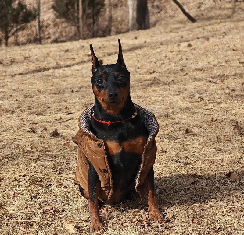 chó phốc hươu 5