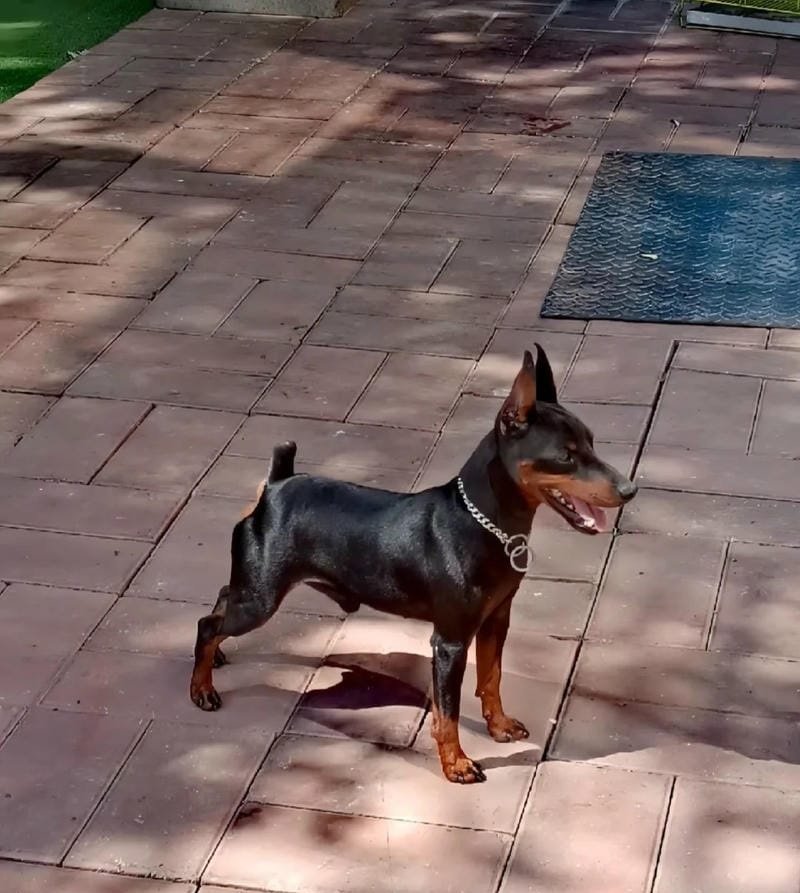 chó phốc hươu 6