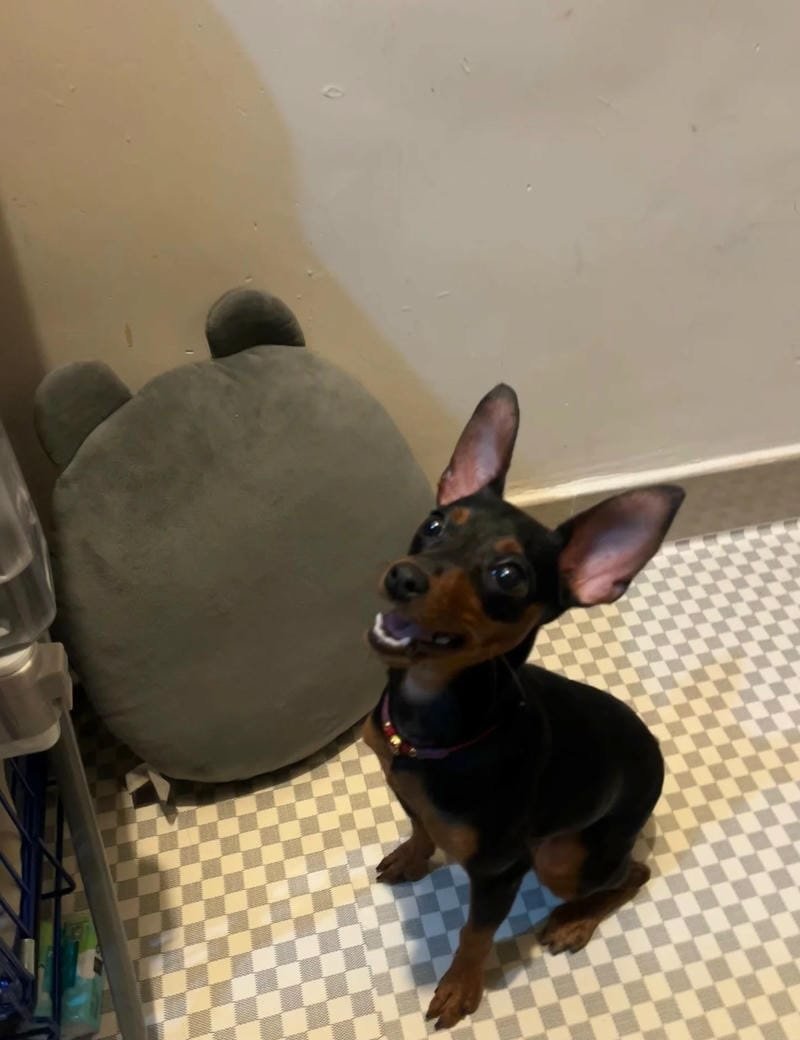 chó phốc hươu 7