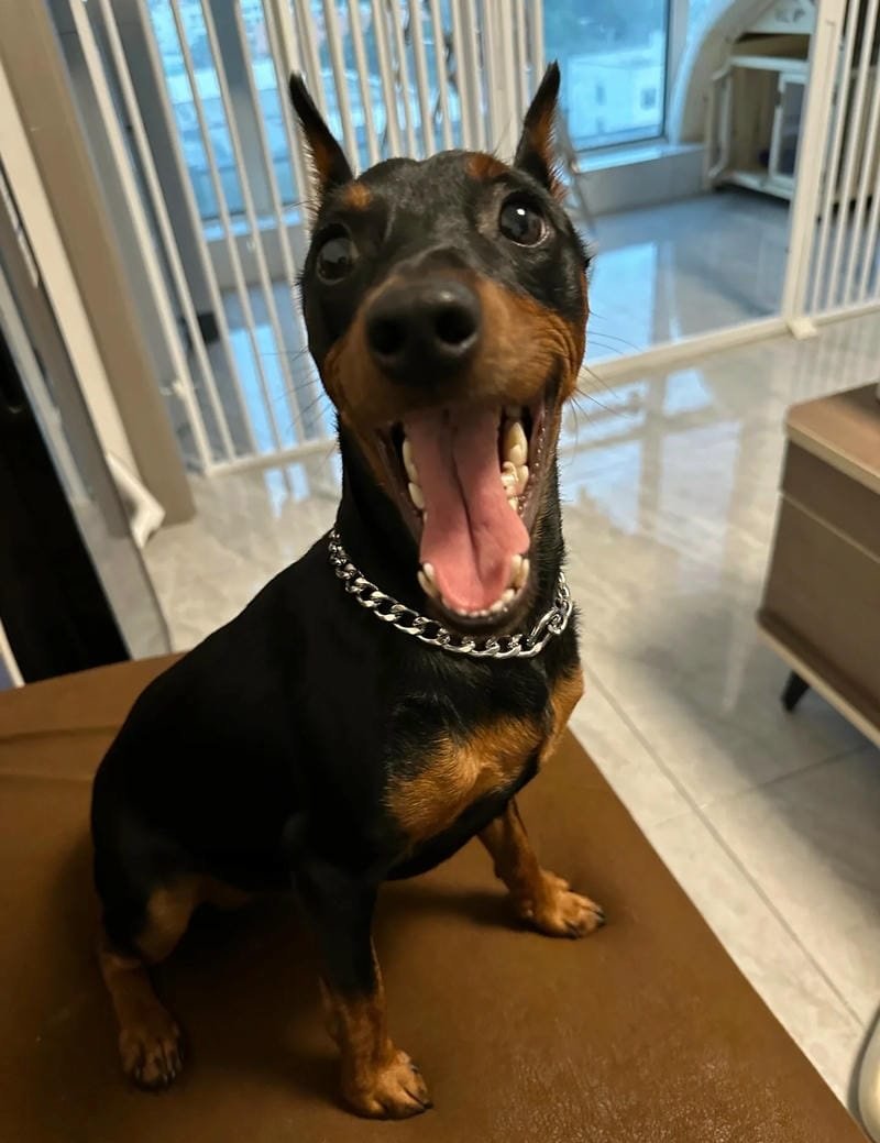 chó phốc hươu 8