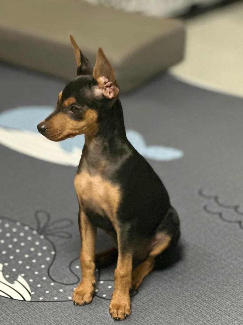 chó phốc hươu 9