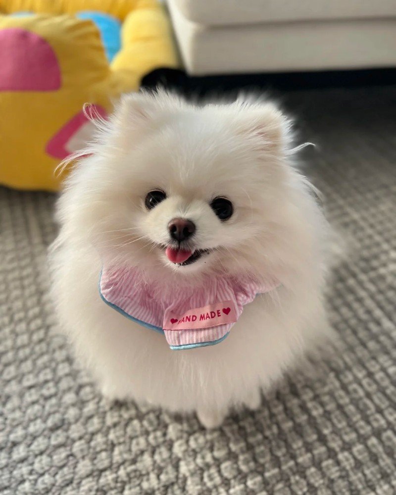 chó pomeranian 1