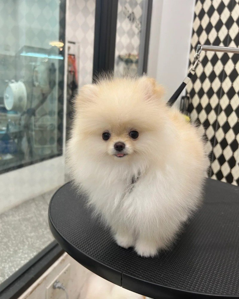 chó pomeranian 11
