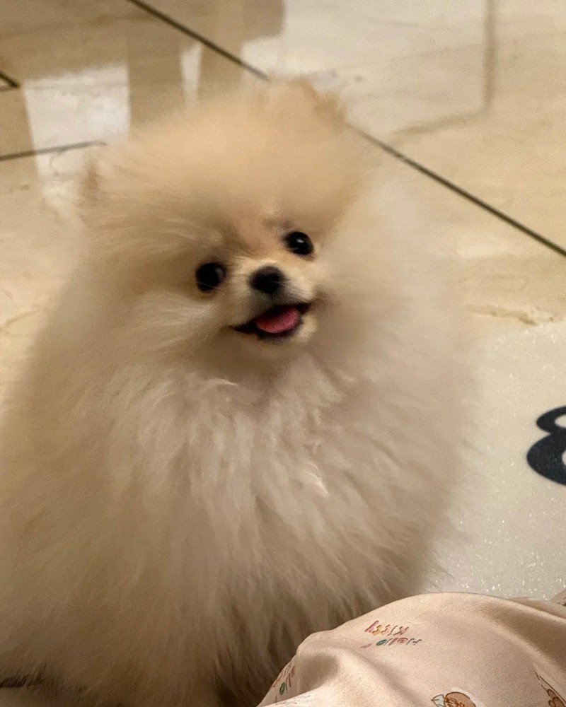 chó pomeranian 12