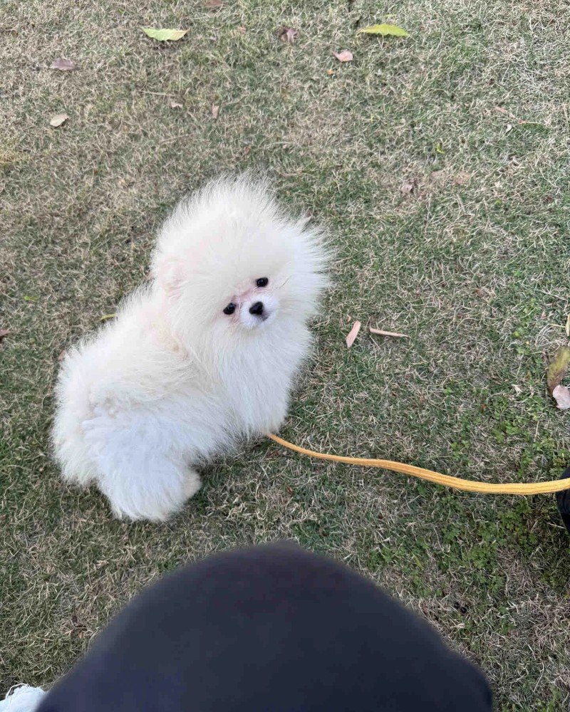 chó pomeranian 17