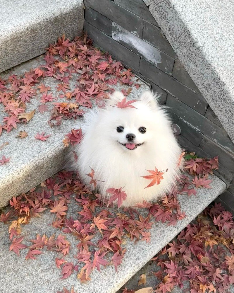 chó pomeranian 2