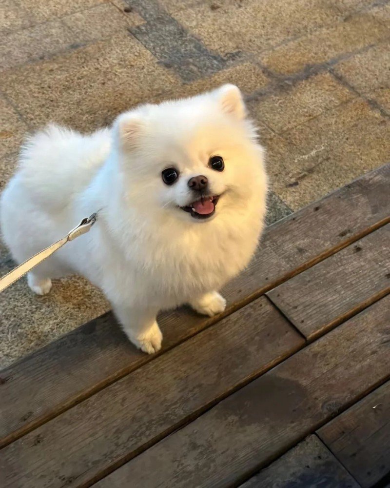 chó pomeranian 21