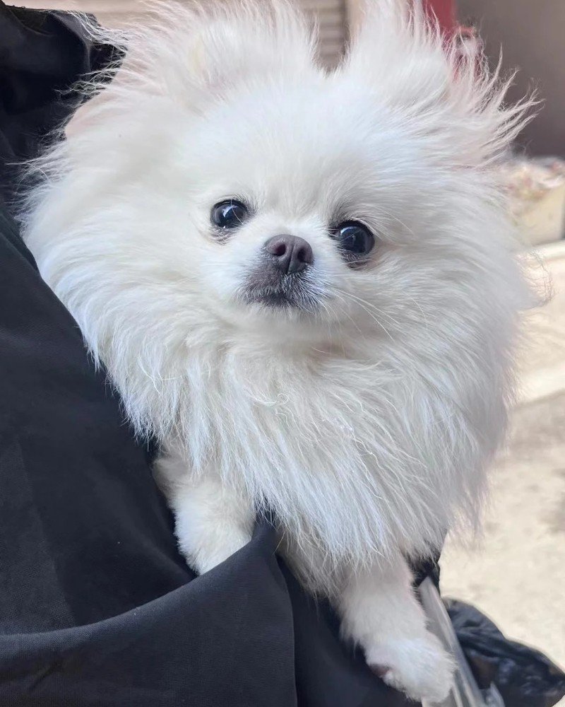 chó pomeranian 22