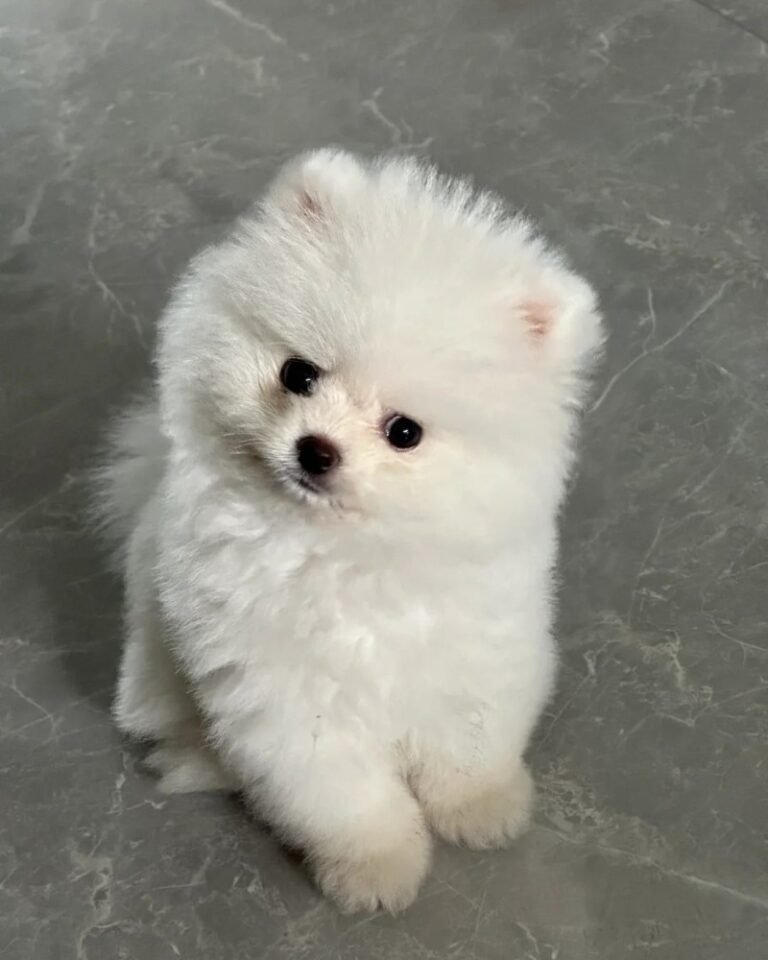 Chó Pomeranian – Nhỏ Nhắn, Đáng Yêu Và Được Yêu Thích