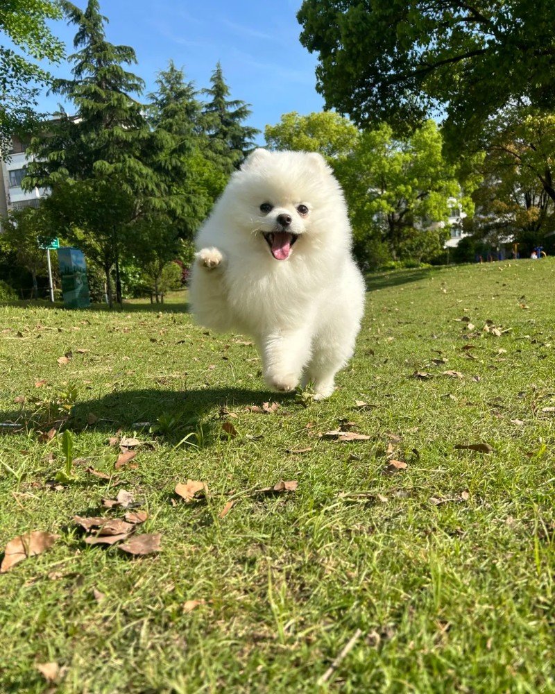 chó pomeranian 3