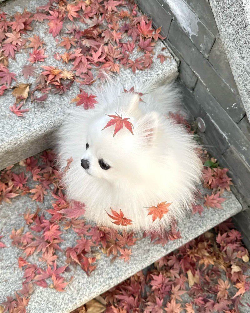 chó pomeranian 4