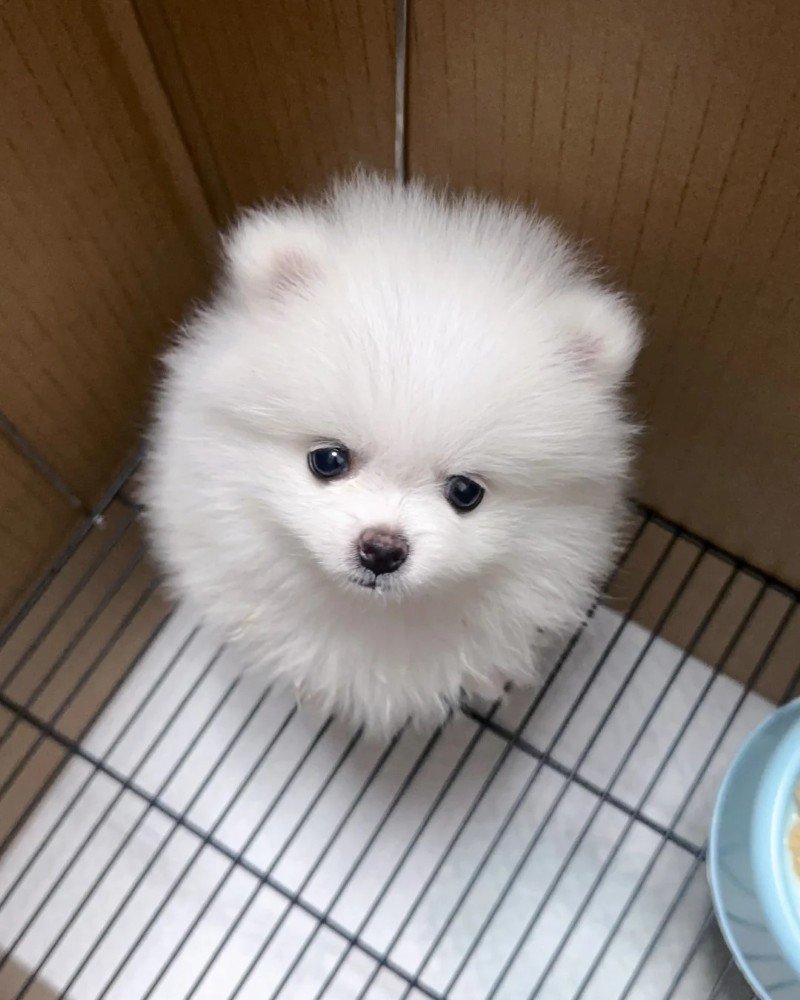 chó pomeranian 7