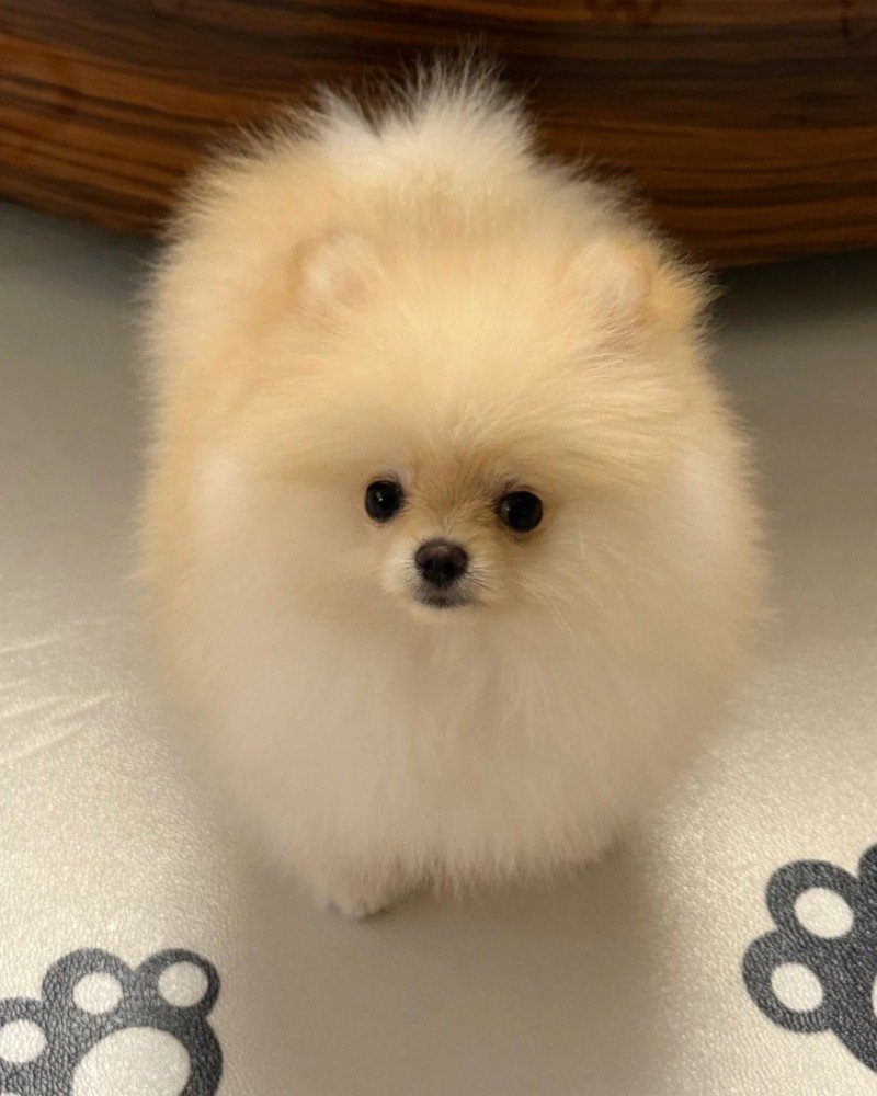 chó pomeranian 8