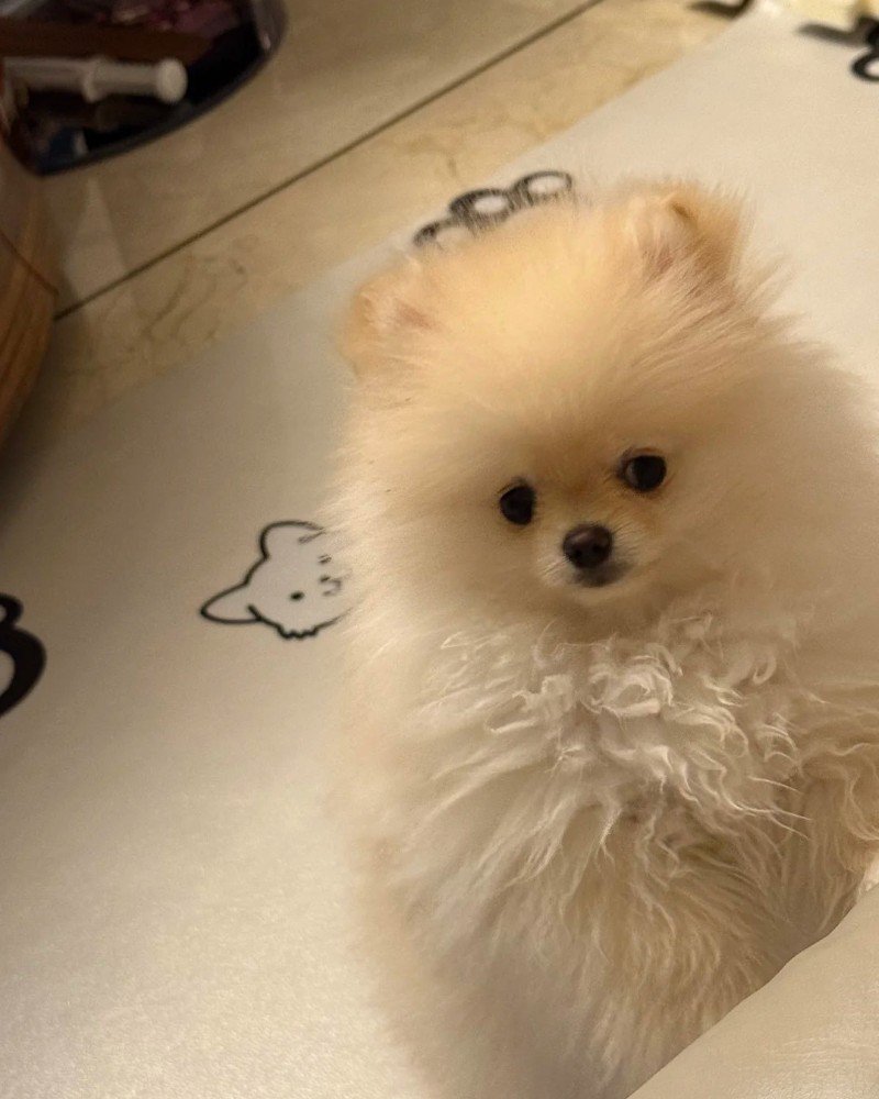 chó pomeranian 9