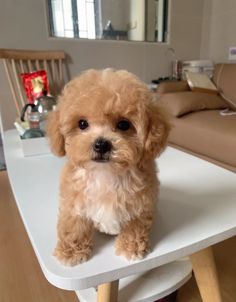 chó poodle tiny 1