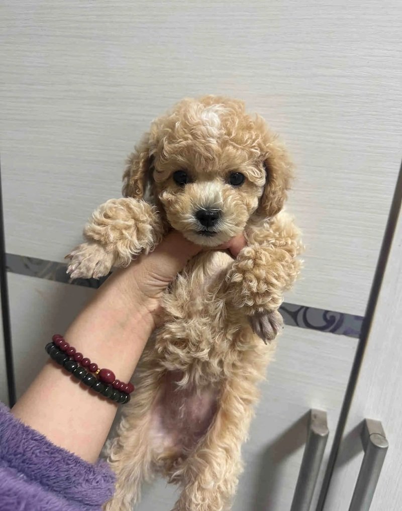 chó poodle tiny 12