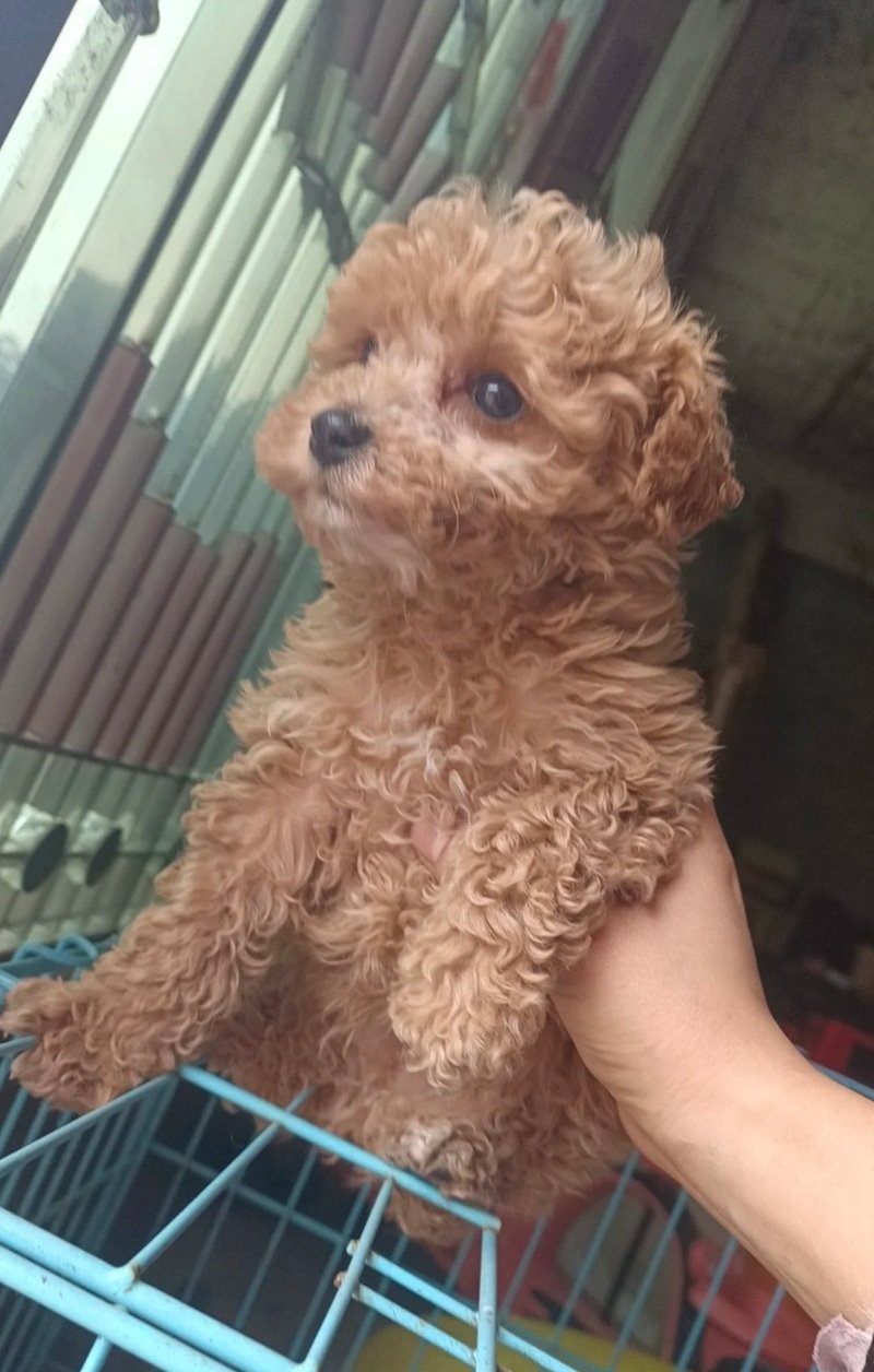 chó poodle tiny 16