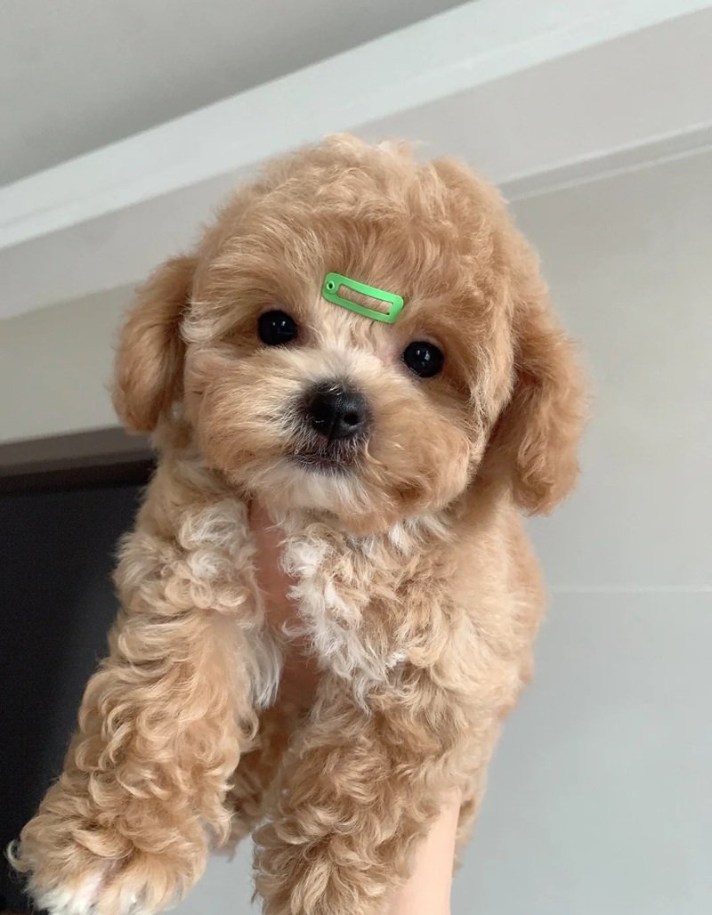 chó poodle tiny 2