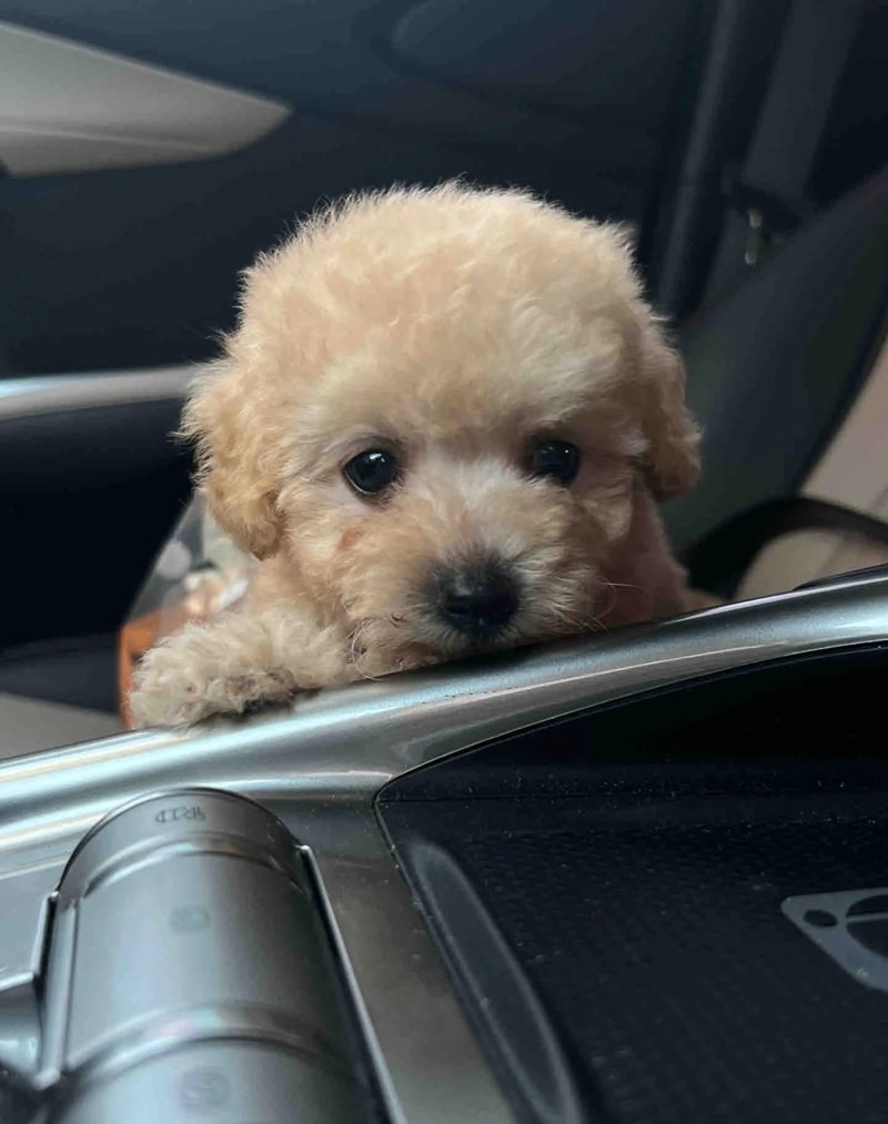 chó poodle tiny 24