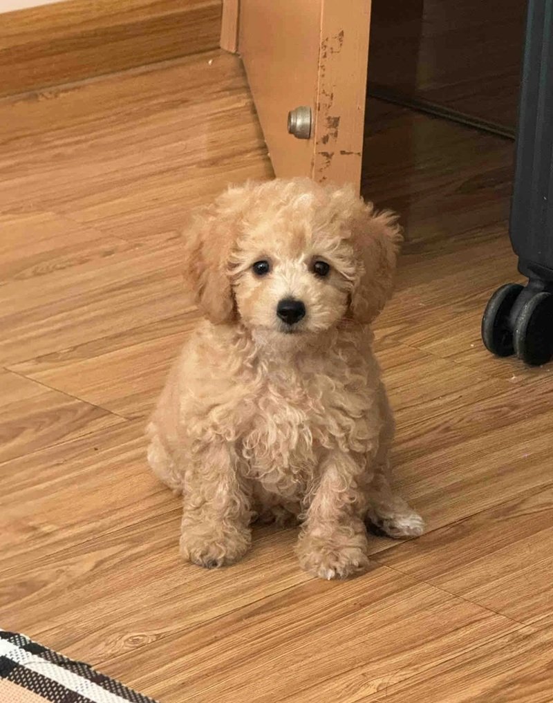 Chó Poodle Tiny: Đặc Điểm, Cách Nuôi Và Giá Bán Hiện Nay