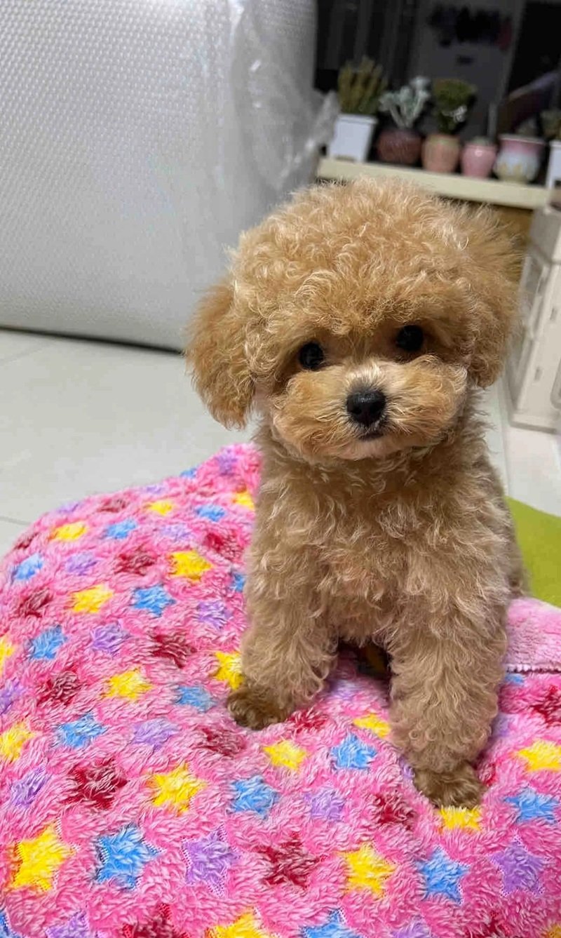 chó poodle tiny 28