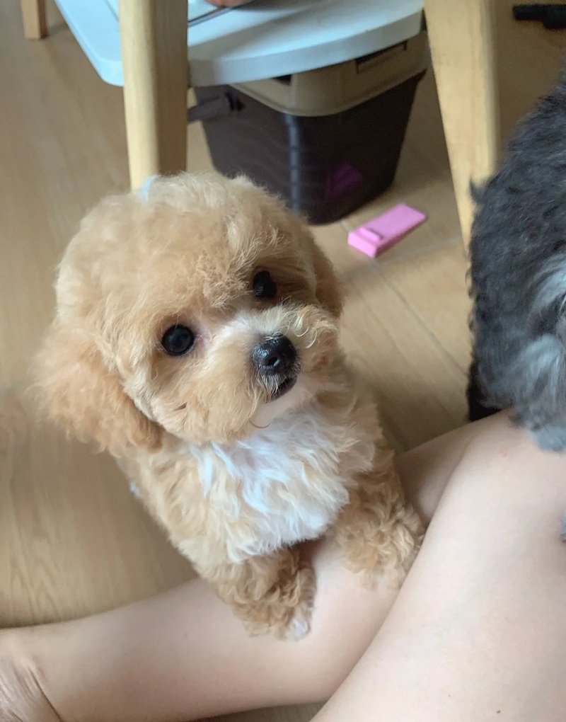 chó poodle tiny 3