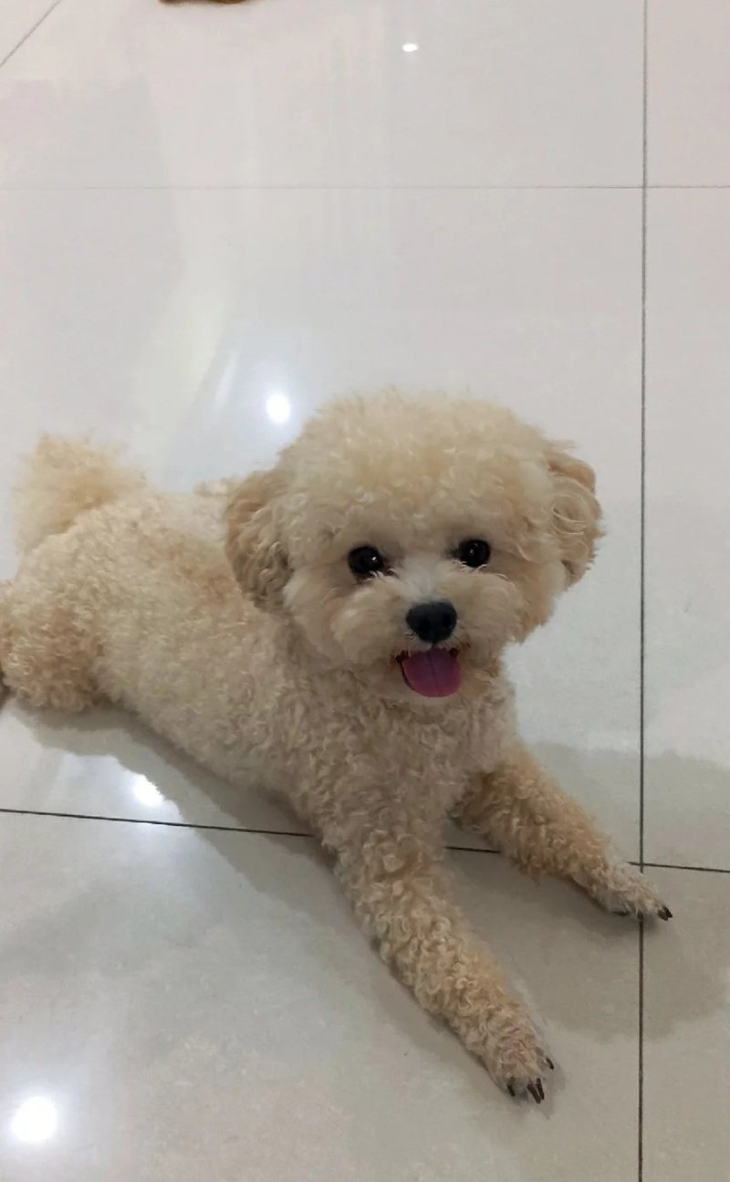 chó poodle tiny 8
