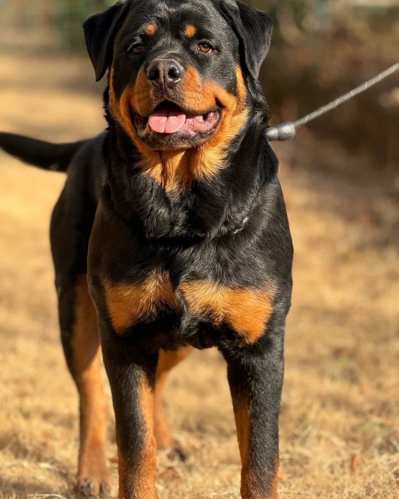chó rottweiler 1