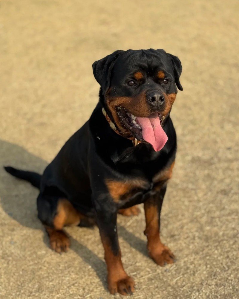 chó rottweiler 11