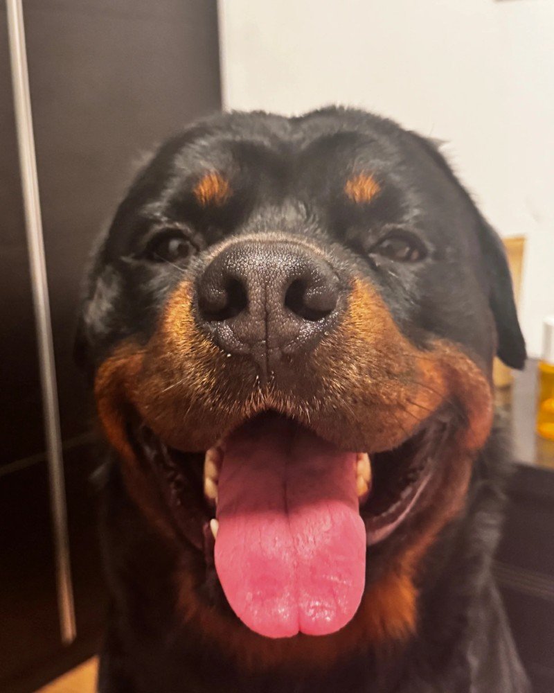 chó rottweiler 12