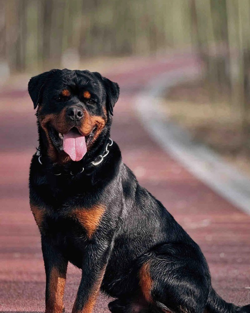 Chó Rottweiler – Giống Chó Bảo Vệ Mạnh Mẽ Và Trung Thành