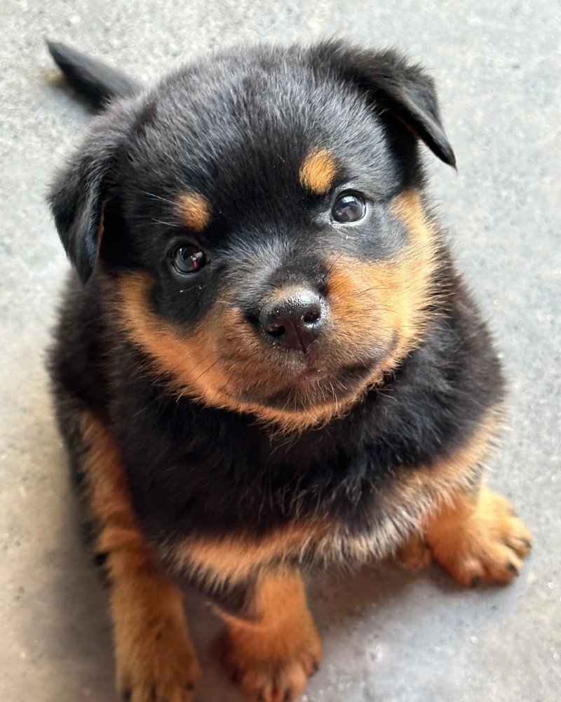 chó rottweiler 16