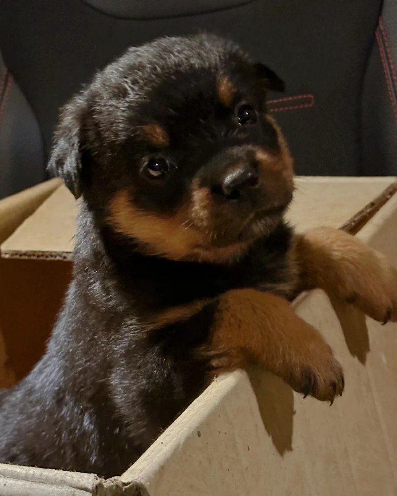 chó rottweiler 17