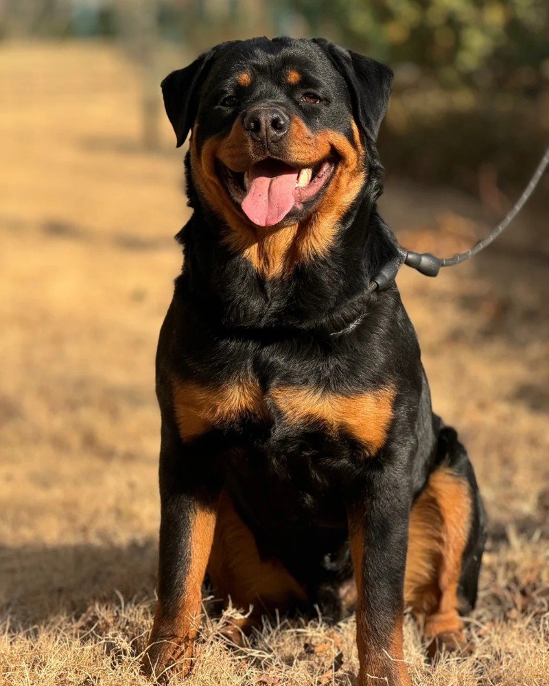 chó rottweiler 2