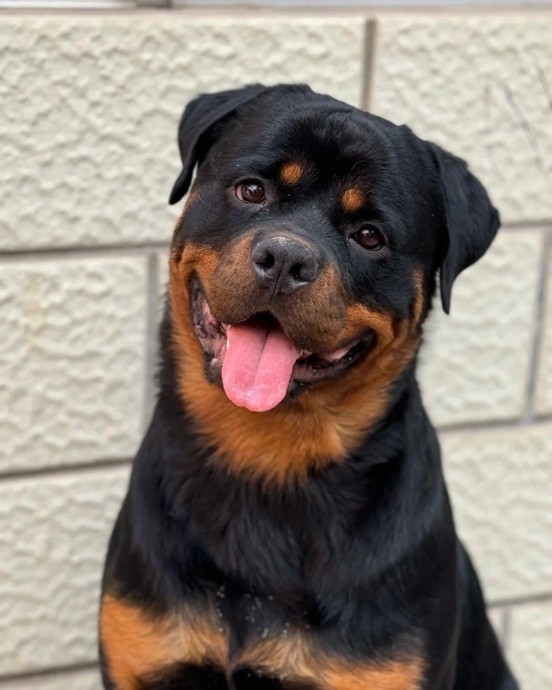 chó rottweiler 20