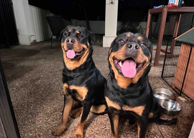 chó rottweiler 22