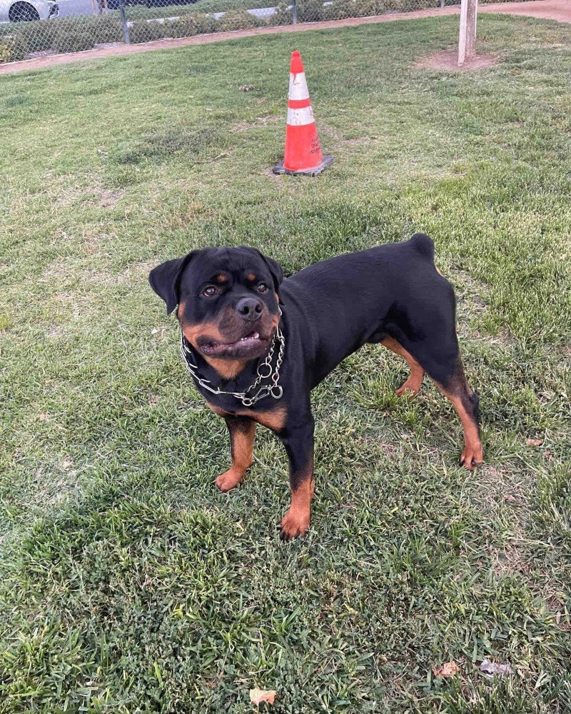 chó rottweiler 23
