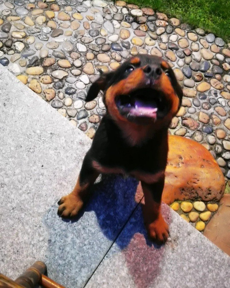 chó rottweiler 24