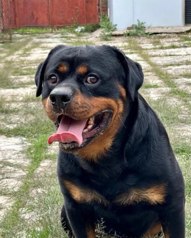 chó rottweiler 28