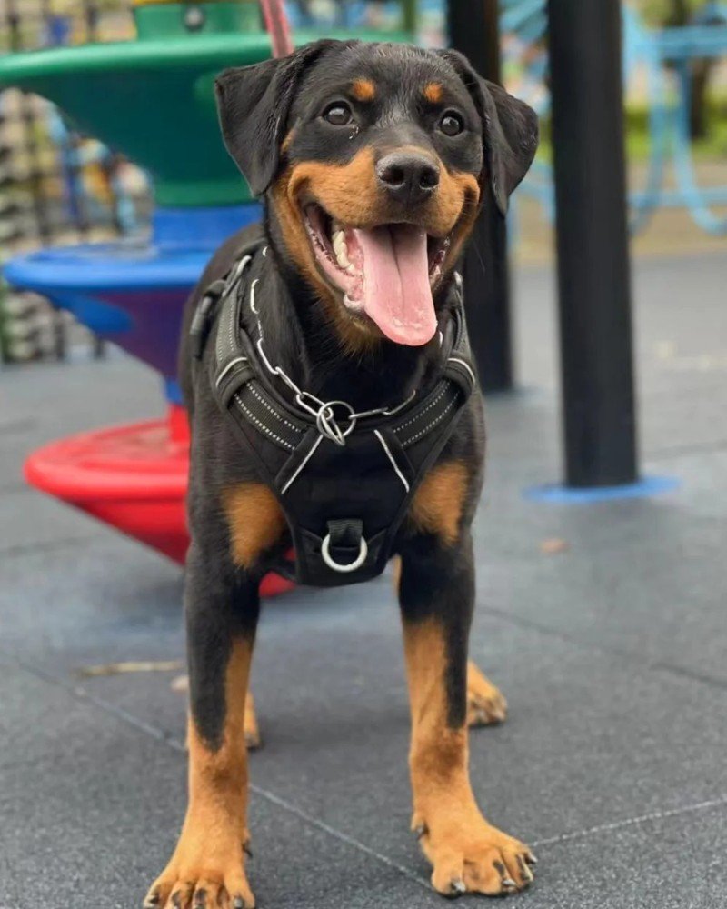 chó rottweiler 29