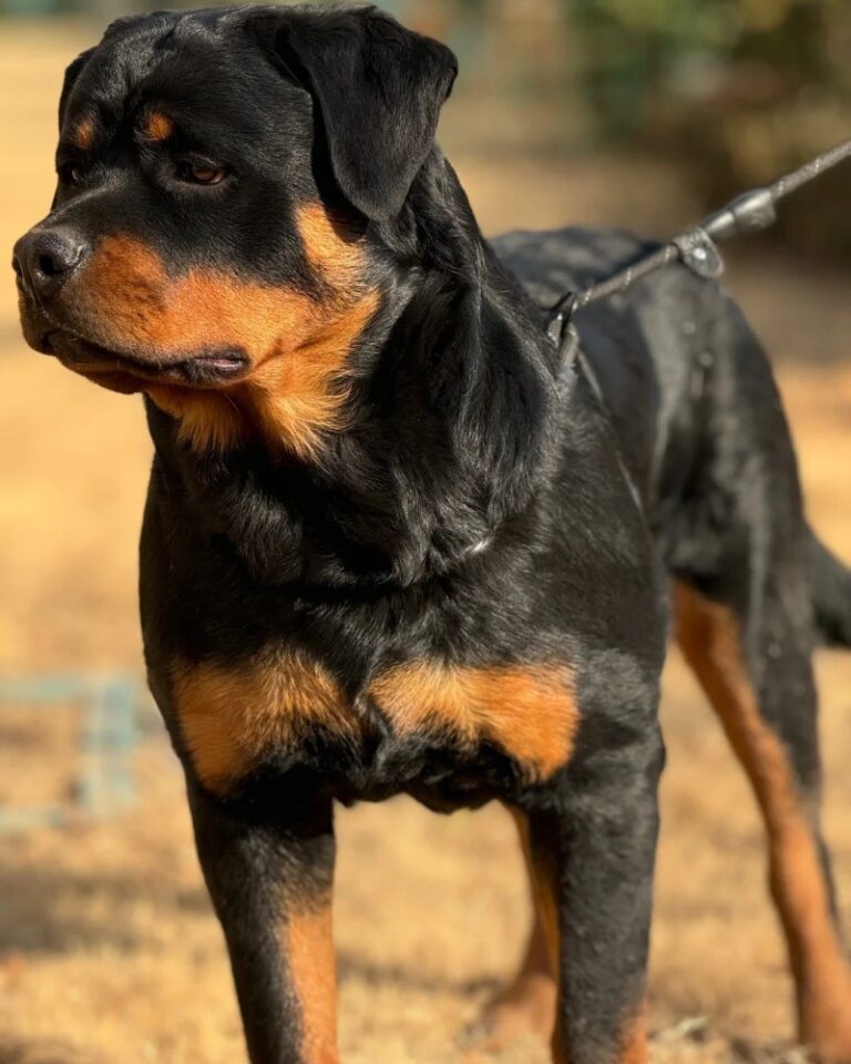 Chó Rottweiler – Giống Chó Bảo Vệ Mạnh Mẽ Và Trung Thành