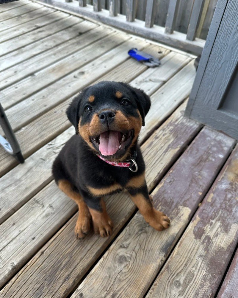 chó rottweiler 30