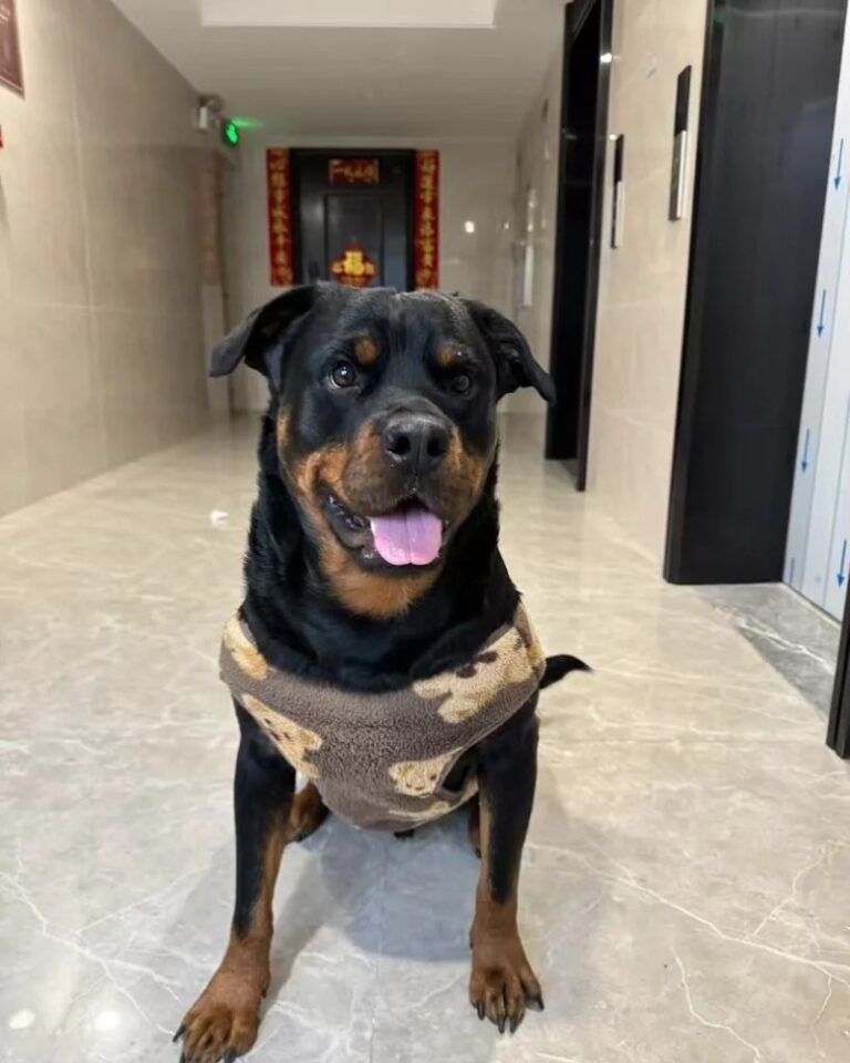 Chó Rottweiler – Giống Chó Bảo Vệ Mạnh Mẽ Và Trung Thành
