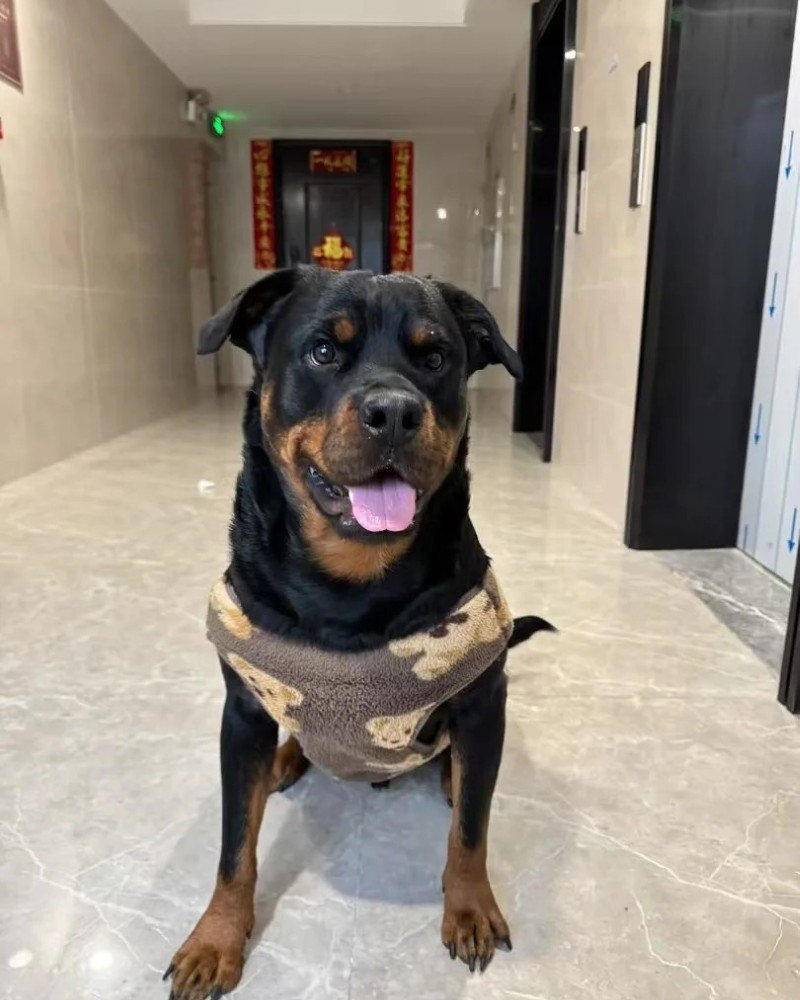 chó rottweiler 4
