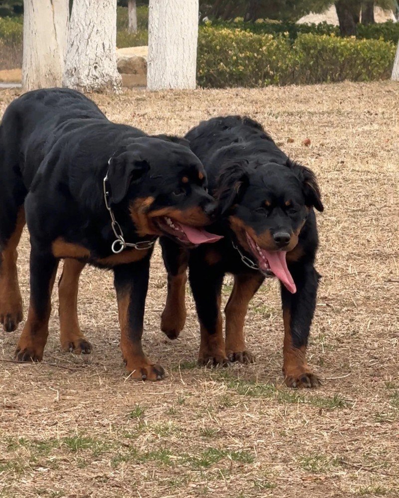 chó rottweiler 5