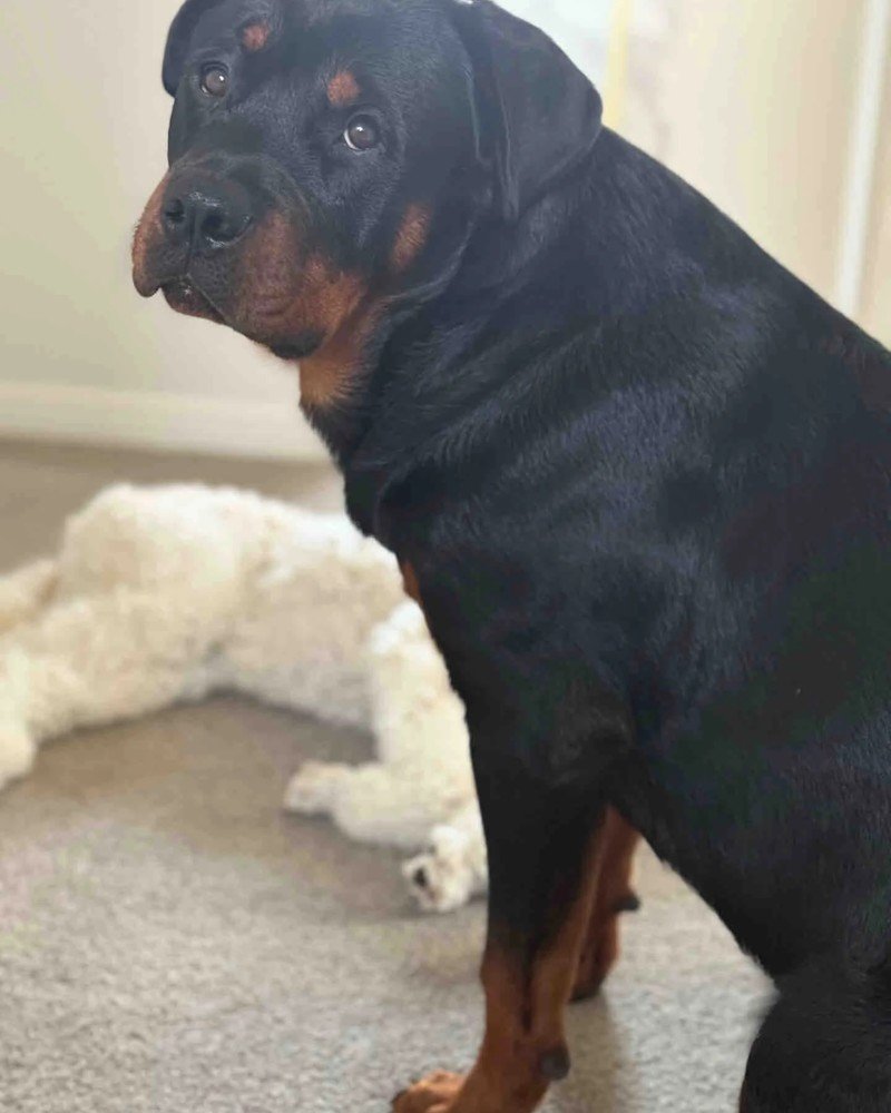 chó rottweiler 6